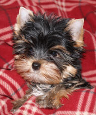 male yorkie puppy resting